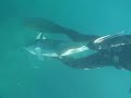 Spearfishing Seriola Amberjack- Spearfish.org