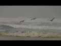 3 pelicans - 8 Mbps HD HF10