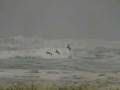 3 pelicans - 8 Mbps HD HF10