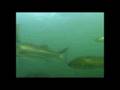 Tattoo's Tackle Sea Dog Fishing Lure