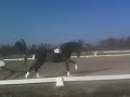 www.HWfarm.com presents Carlucci HW - jumping at the lunge line