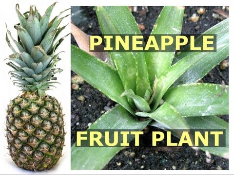how to replant the top of a pineapple