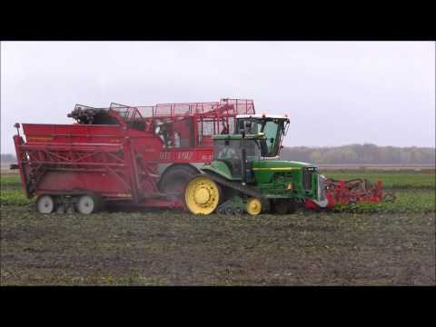 how to harvest beets