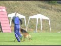 Schutzdienst Schäferhund Schutzdienst Schäferhund
