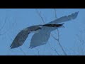 Eagle Sighting - 2-21-08