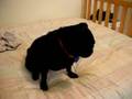 Pug video