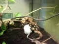 Acanthoscurria geniculata vs. Mouse
