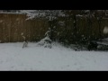Sadie Augie Anise play in snow