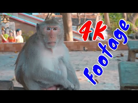 Những Cảnh Quay Đẹp Chất Lượng 4K Về Loài Khỉ Tập 23