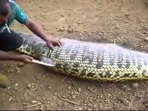 Anaconda de 4 metros engoli uma capivara