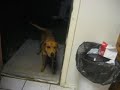 my dog catches her food