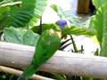 videos de Funny bird, Cango Cheetah Farm