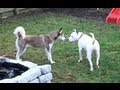 The Flirting Husky
