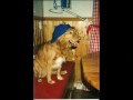Sigge, Nova Scotia Duck Tolling Retriever Sigge, Nova Scotia Duck Tolling Retriever