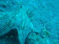 Tintenfisch auf Teneriffa