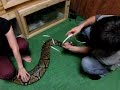 アミメニシキヘビ