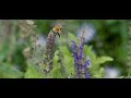 Flying Bumblebee