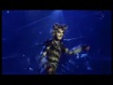Cats - Be Prepared Cats - Be Prepared