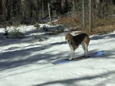 beagle