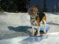 Jack, o Beagle snowboarder