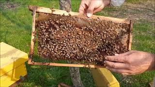 10 - Revisión de Pie de cría de Abejas Italianas y Abejas Buckfast 10 - Revisión de Pie de cría de Abejas Italianas y Abejas Buckfast