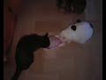gatti-o-leoni.html