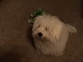 DOVER'S NEW TOY