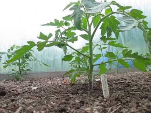 how to grow awesome tomatoes