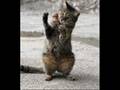 Funny Animals 29