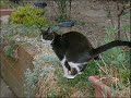 Cat Pooping.wmv