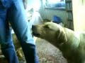 singender-hund.html