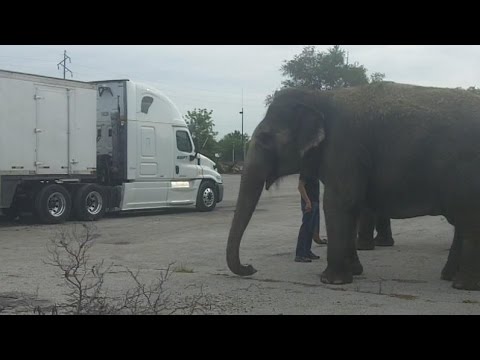 how to train circus animals