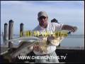 Monster Snook eats Ladyfish! Ft. Myers Florida Charters HQ Chew On This
