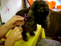 How To Use Dog Bows Video