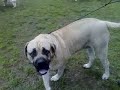 Mastiffs @ Charlotte 3