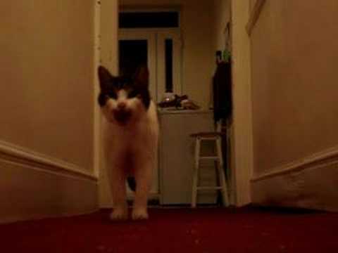 Don't you ever wonder what our cats are trying to tell us?