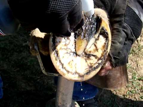 how to cure equine rain rot