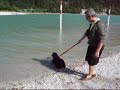 labrador che fa il passo del giaguaro labrador che fa il passo del giaguaro