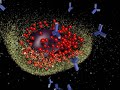 Mast Cell Mast Cell