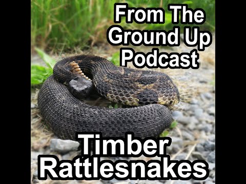 YouTube reptile video