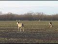 Ultimate Texas Buck Kill with no Music!
