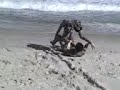 Danadinho ii pekeno