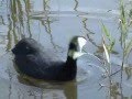 videos de Albufera