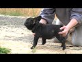 Morris - SHOW DOG !!!! Morris - SHOW DOG !!!!