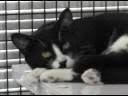 videos de Cream & Corn
