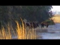 Swine Stoppers (DVD PART 1)