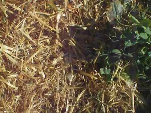 how to fertilize fruit trees with chicken manure