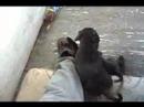 Young Pitbulls