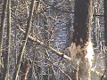 redneck tree choping redneck tree choping