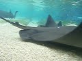 Olympus 770sw under water at Sea World Forbidden Reef Olympus 770sw under water at Sea World Forbidden Reef